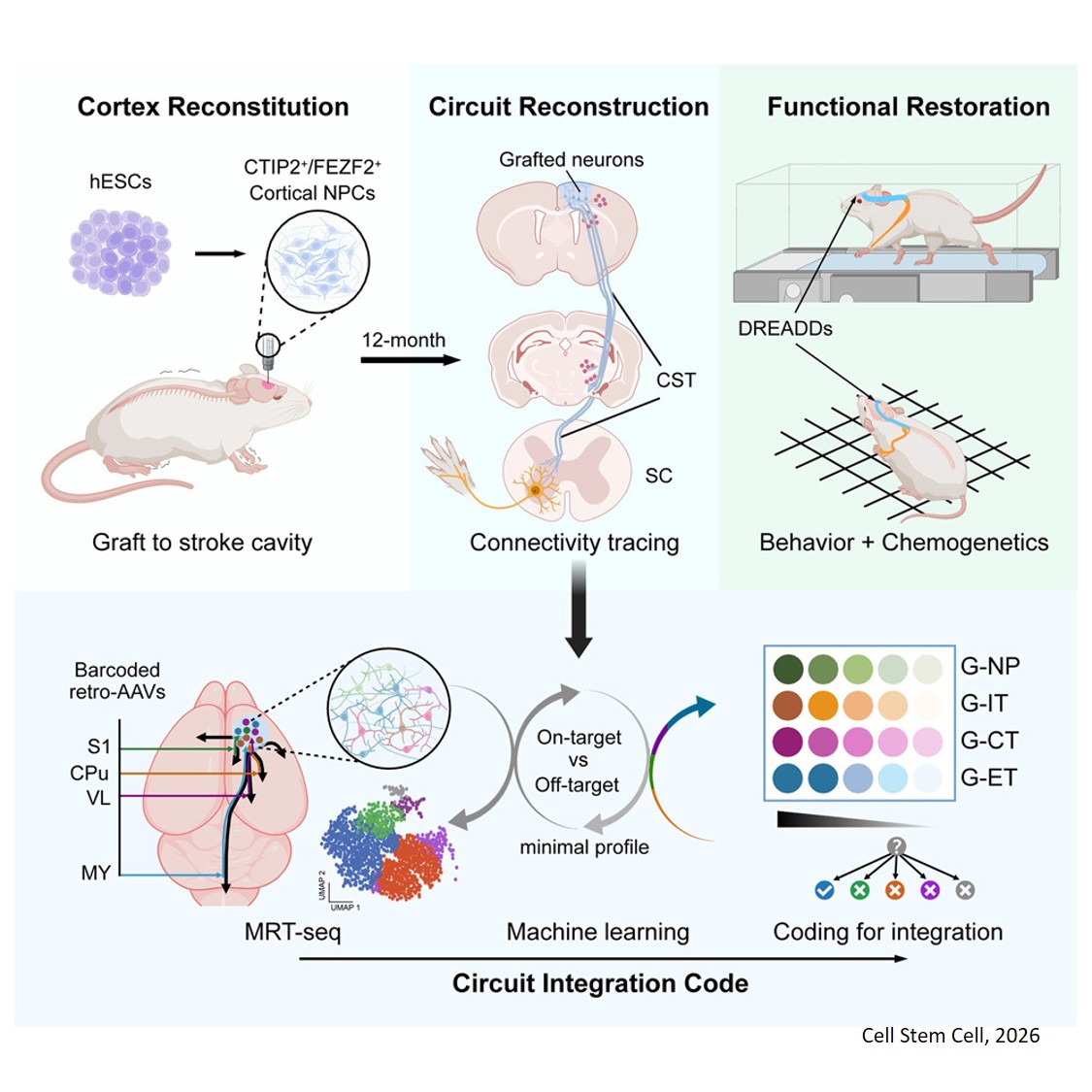 How grafted stem cells find their way in the brain