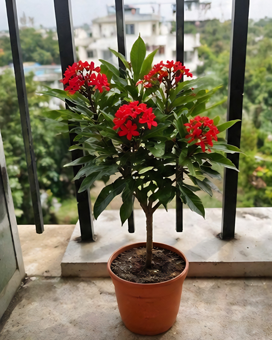 Jatropha Plant — view 4
