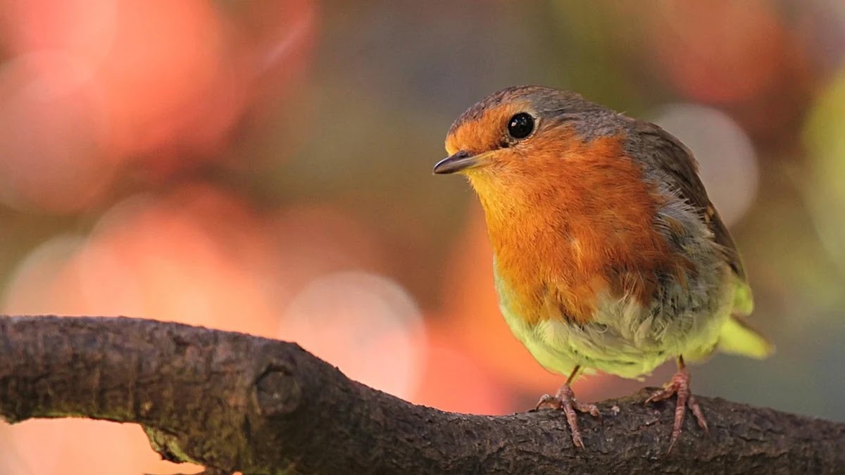 간수치 정상범위 ALT와 AST 차이 및 간 기능 이상 구조 해석