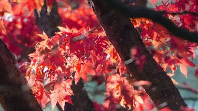 Red Fall Tree Autumn Leaves 4K iPhone Wallpaper Background