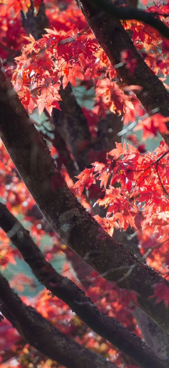 Red Fall Tree Autumn Leaves 4K iPhone Phone Wallpaper