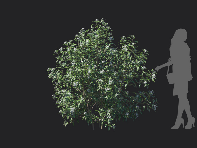 Maxtree - Plant Models Vol.129