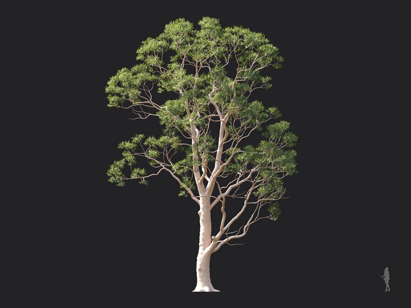 Maxtree - Plant Models Vol.124