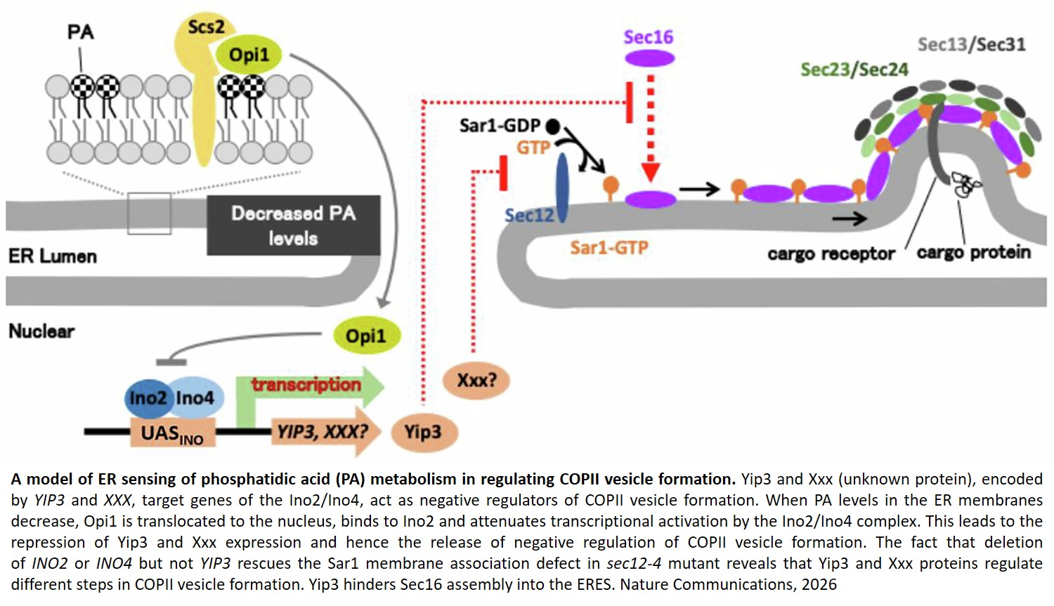 ER sensing of lipid metabolism drives PRA family-dependent regulation of COPII vesicle transport