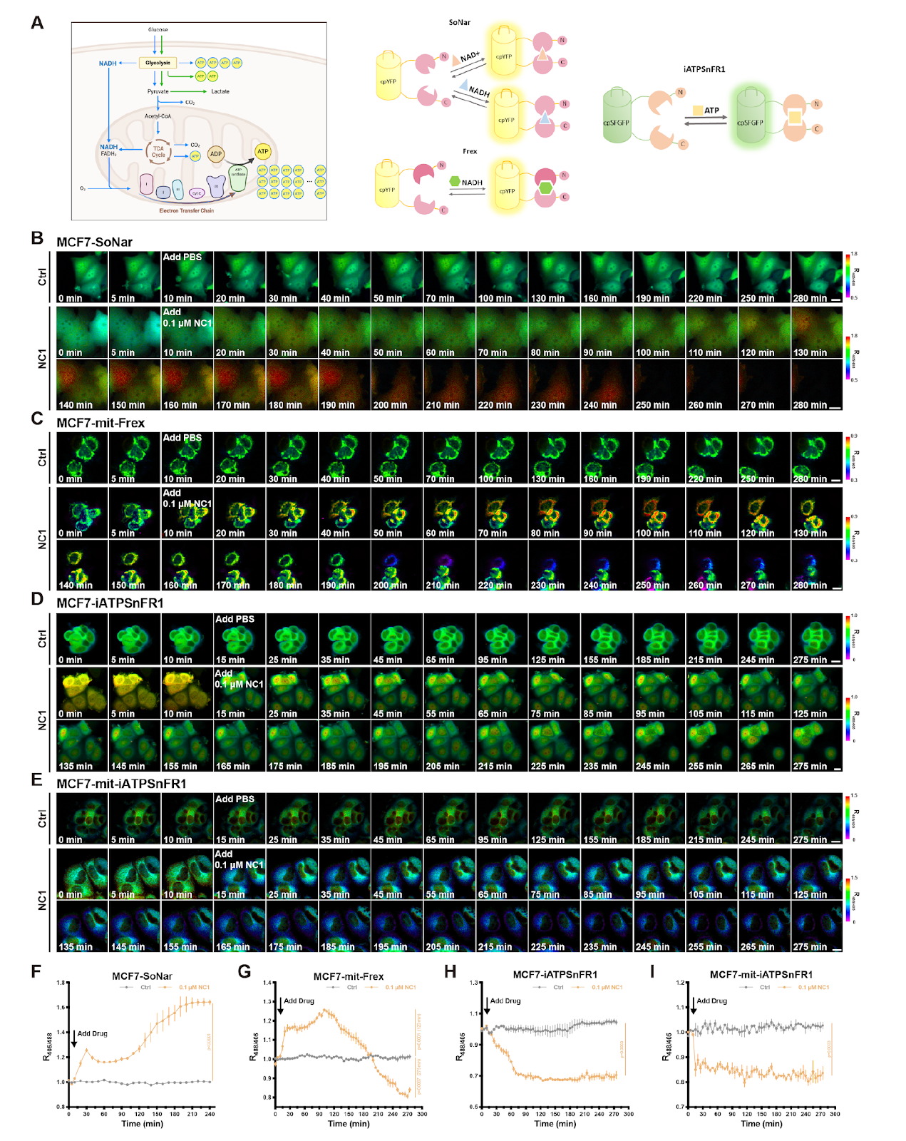 Integrating genetically encoded fluorescent sensors to elucidate the spatiotemporal choreography of necrosis by sodium overload