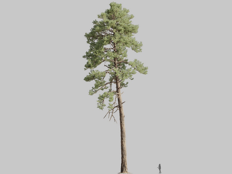 Maxtree - Plant Models Vol.126
