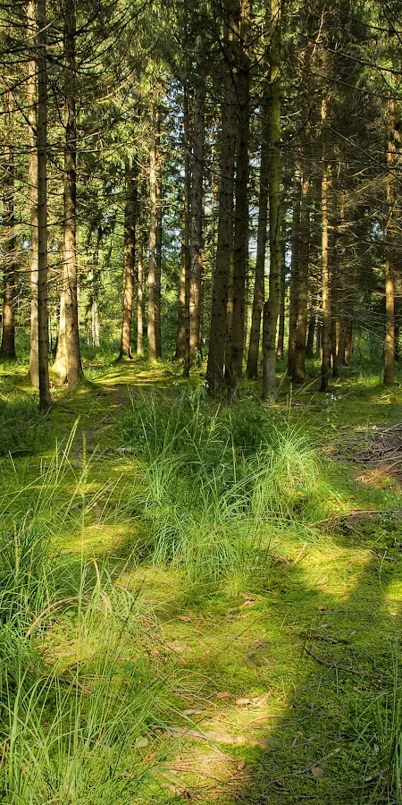 Forest, Nature, Woodland, Trees 4K Phone Wallpaper