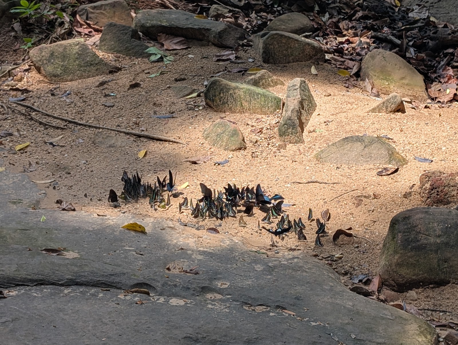 A cluster of 50+ butterflies on the sand of a dry stream
                 bed amidst some rocks in dappled lighting from trees above