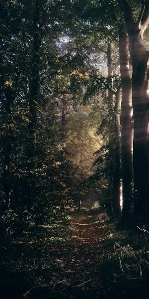 Woodland, Damaksnis, Forest, Nature, Tree Full HD iPhone Wallpaper Background