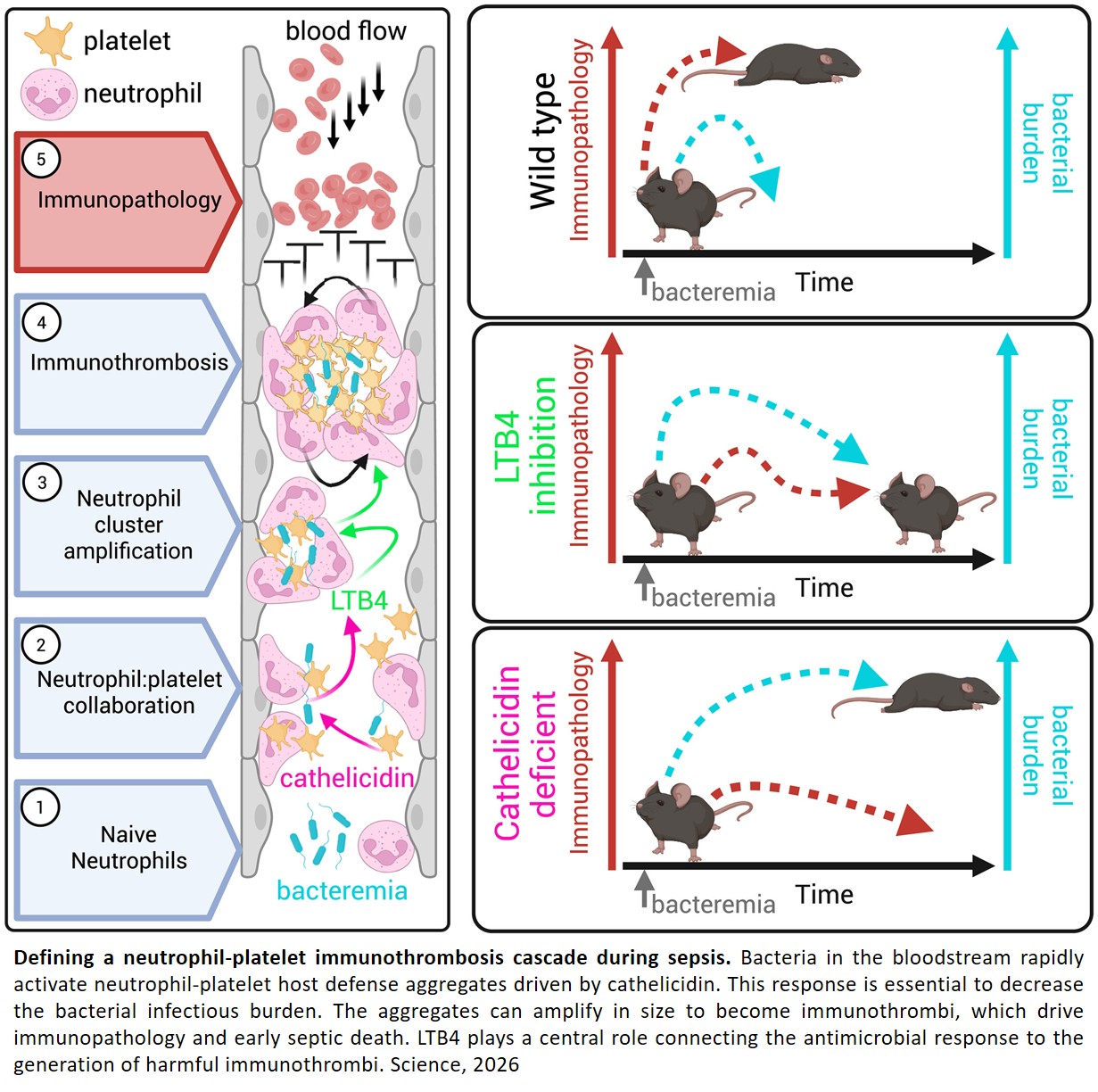 Understanding sepsis infections using cellular behavioromics