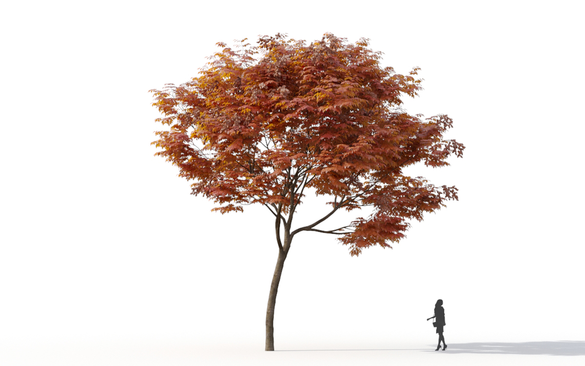 Maxtree - Plant Models Vol.11