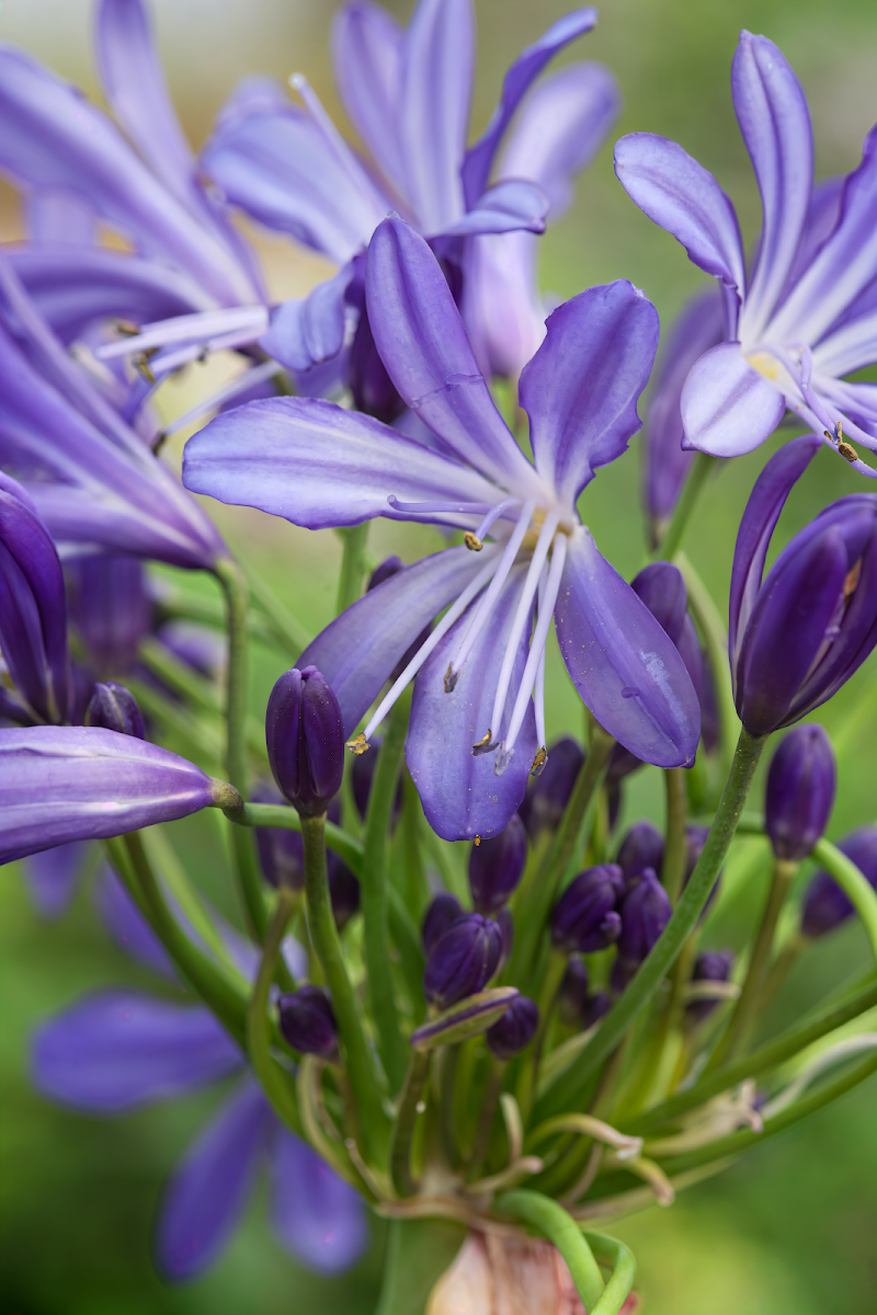 Agapanthus 'African Skies' in piena fioritura, fiori blu intenso nel giardino