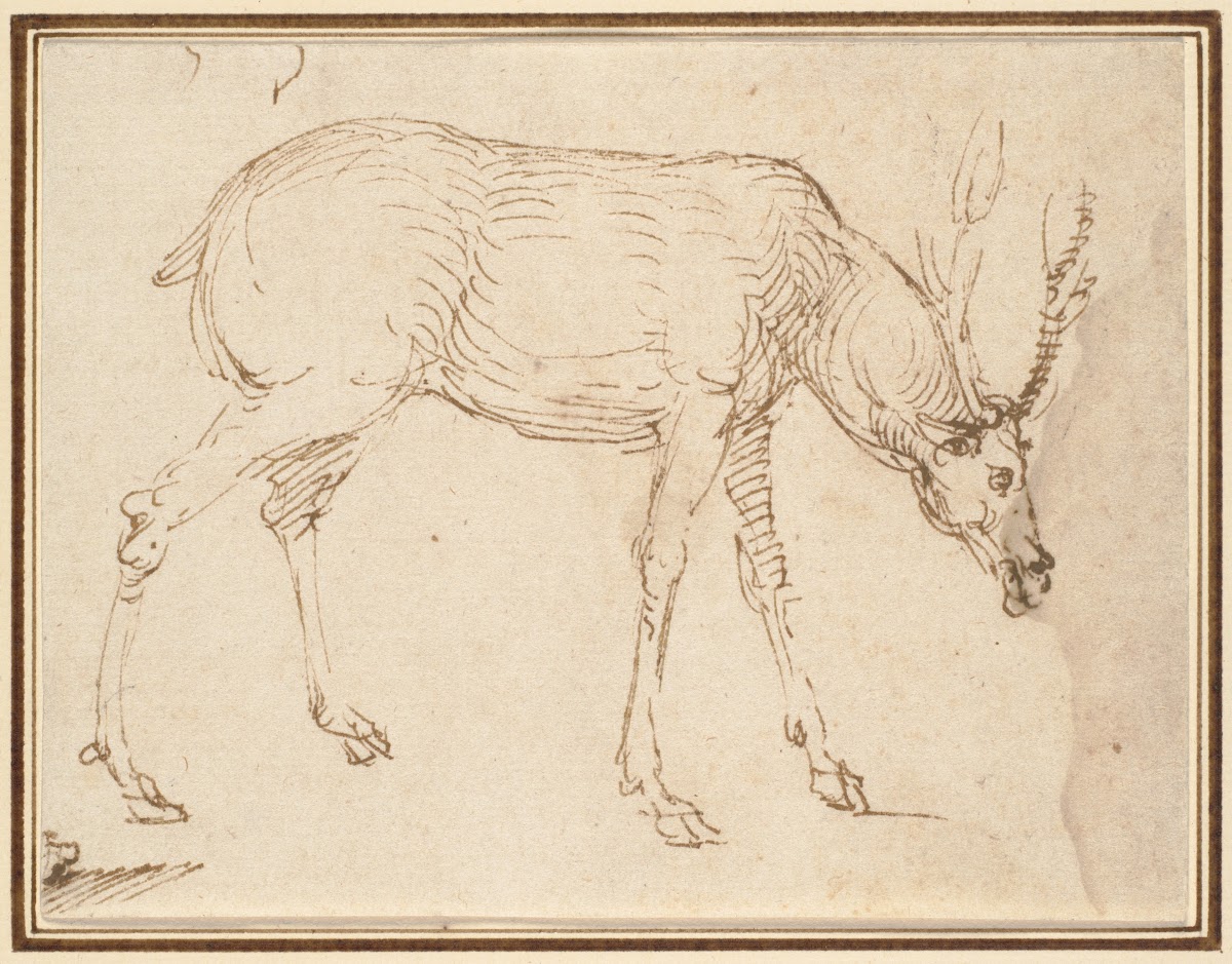 Studies of a Stag