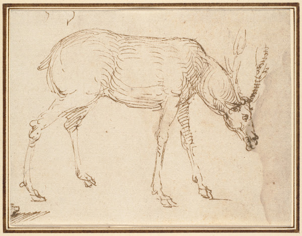 Studies of a Stag