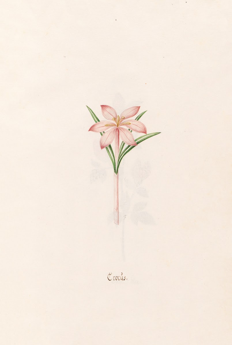Crocüs 1692