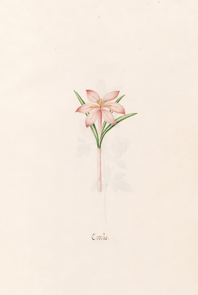 Crocüs 1692