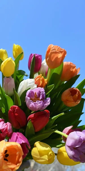 Tulips, Spring Flowers, Floral Bouquet, Flower Arrangement Full HD iPhone Wallpaper Background