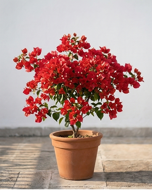 Imported Chilli Red Bougainvillea Plant
