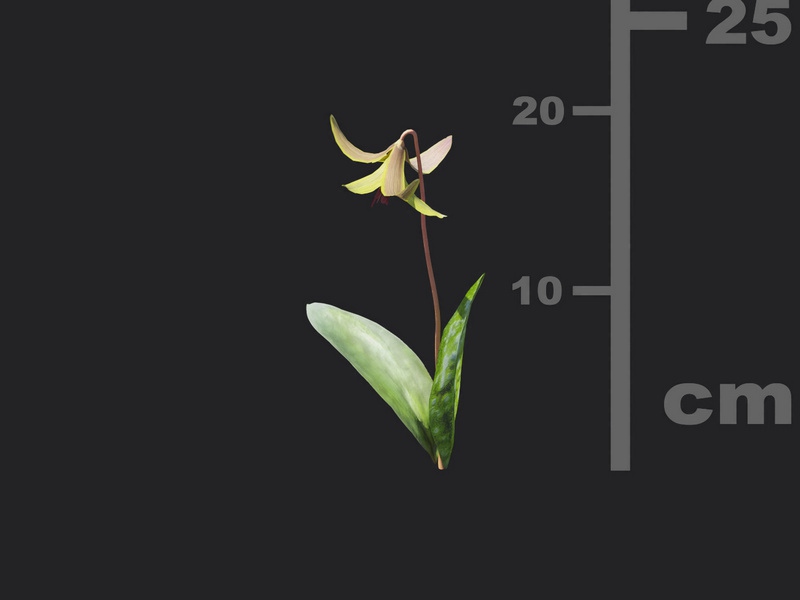 Maxtree - Plant Models Vol.116