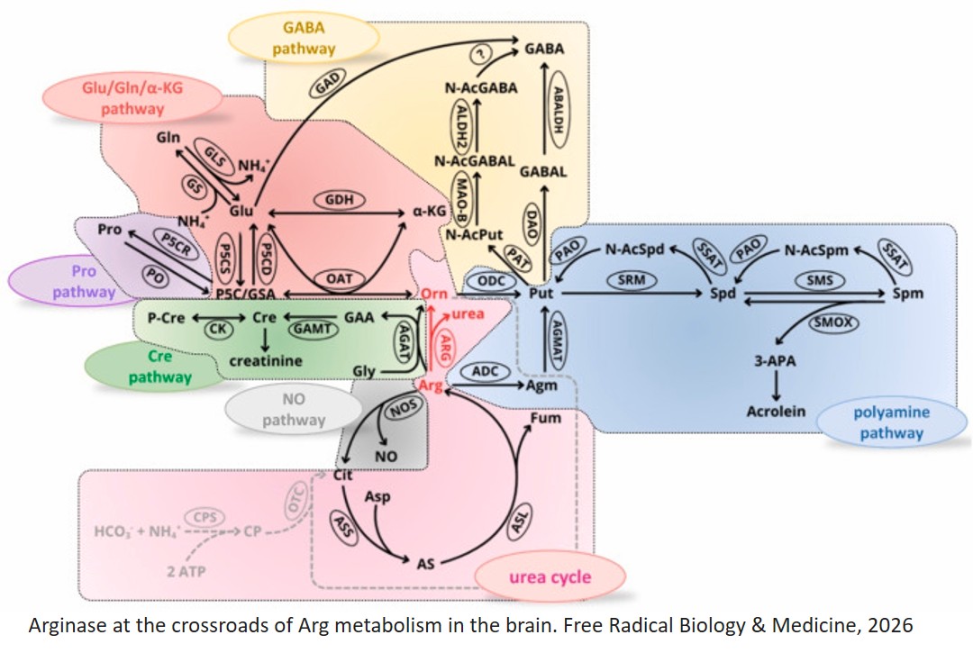 Dysregulation of arginase and arginine pathways in neurodegenerative diseases: Metabolic and cellular dysfunction and therapeutic implications