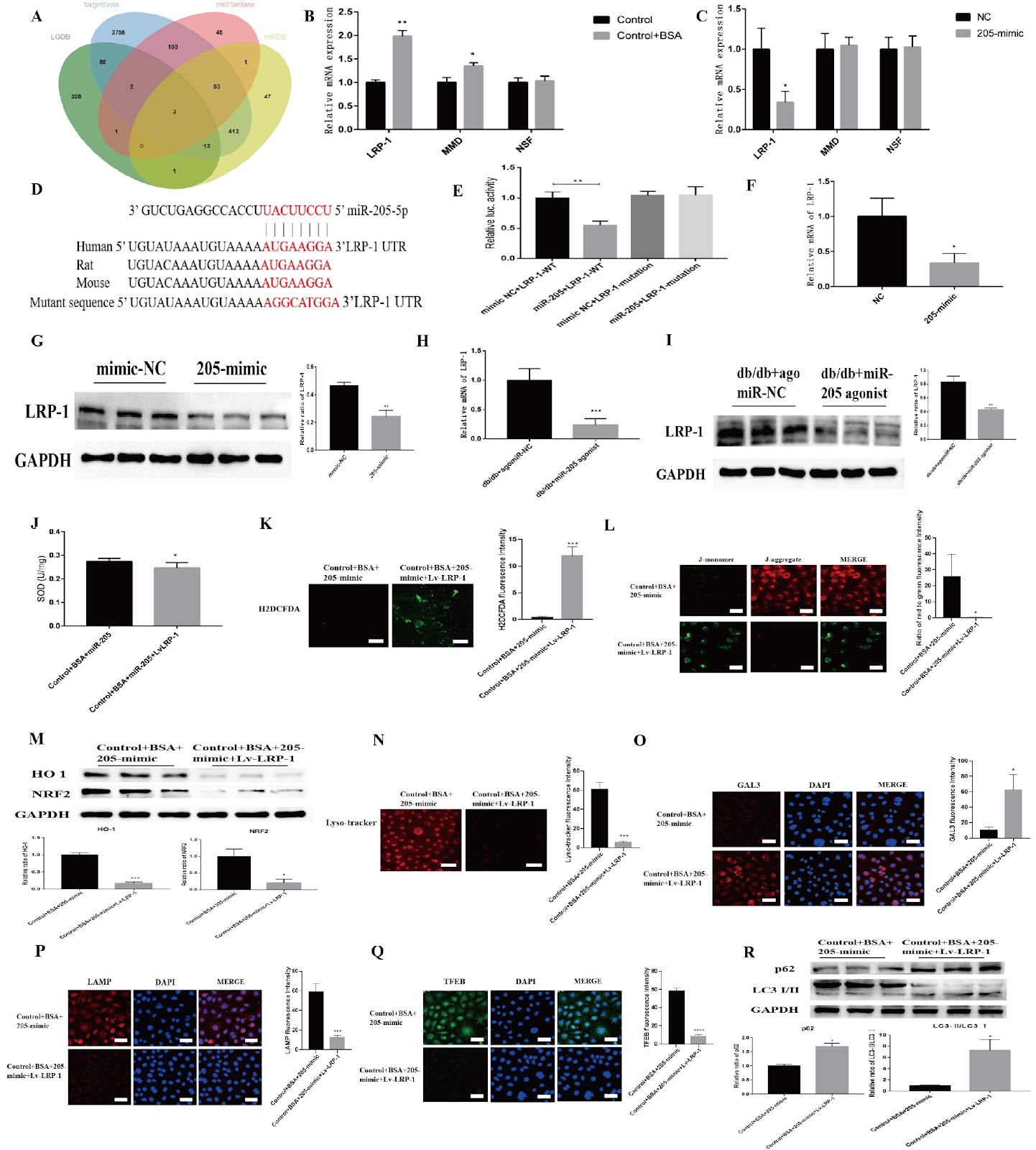 Melatonin attenuates kidney injury by alleviating lysosomal damage in diabetic kidney disease