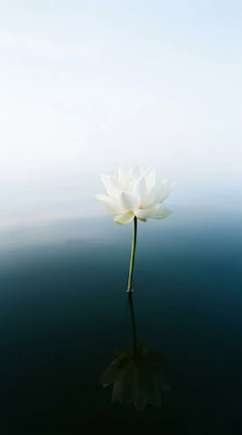 Lotus Flower Emerging from Water