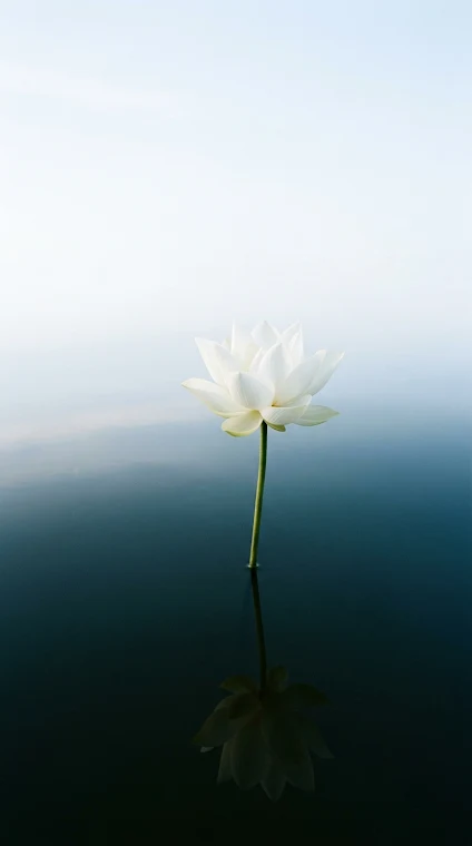 Lotus Flower Emerging from Water
