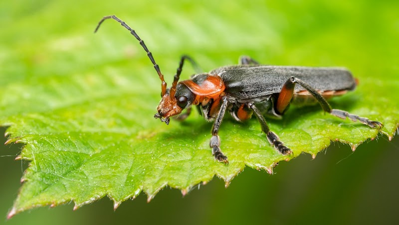 Soldier Beetle