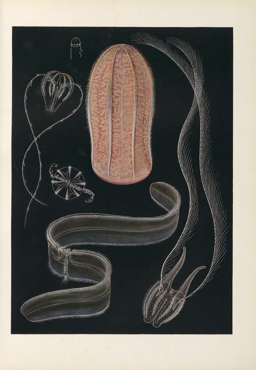 Vom Urtier zum Menschen  frontispiece 1909