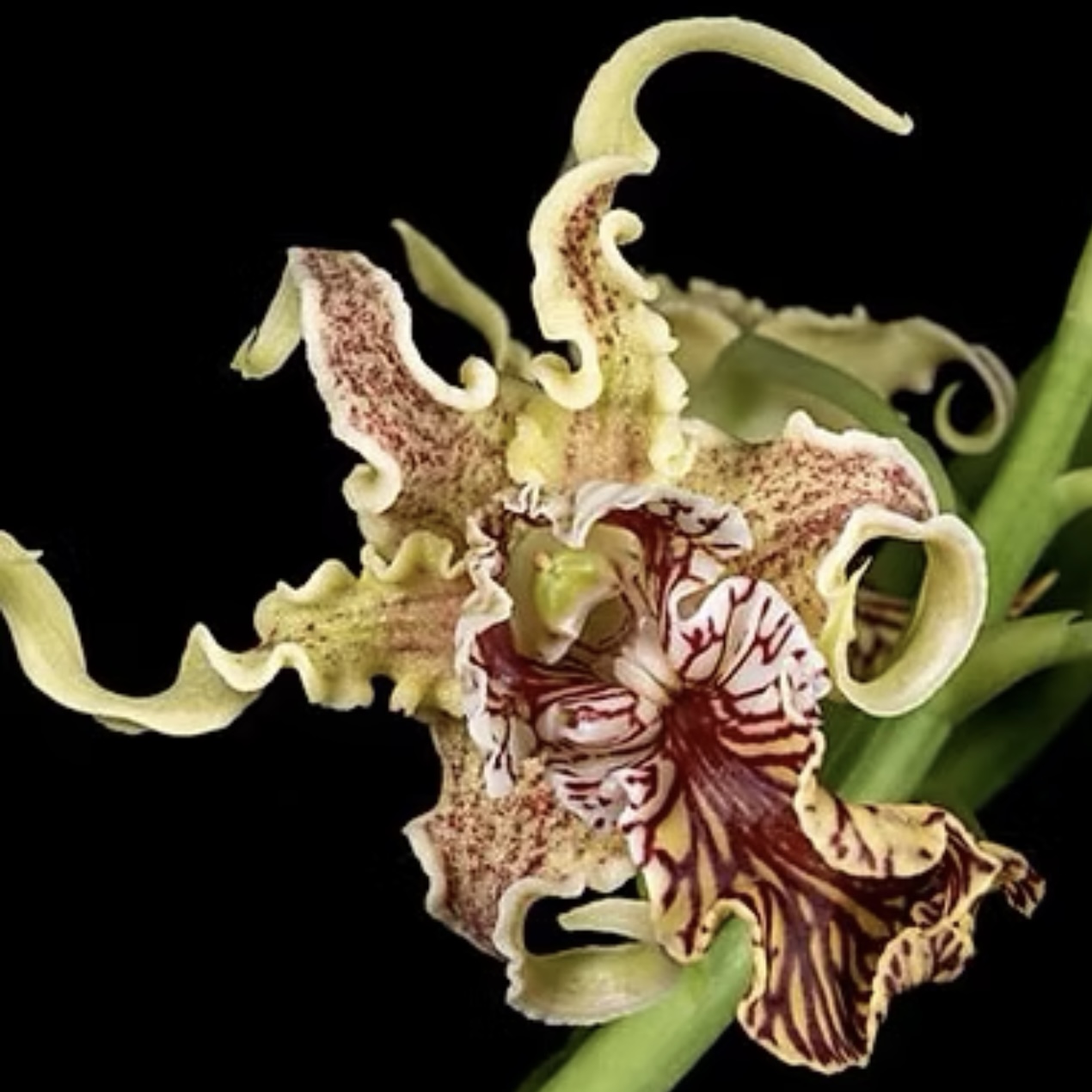 Den. Spectabile