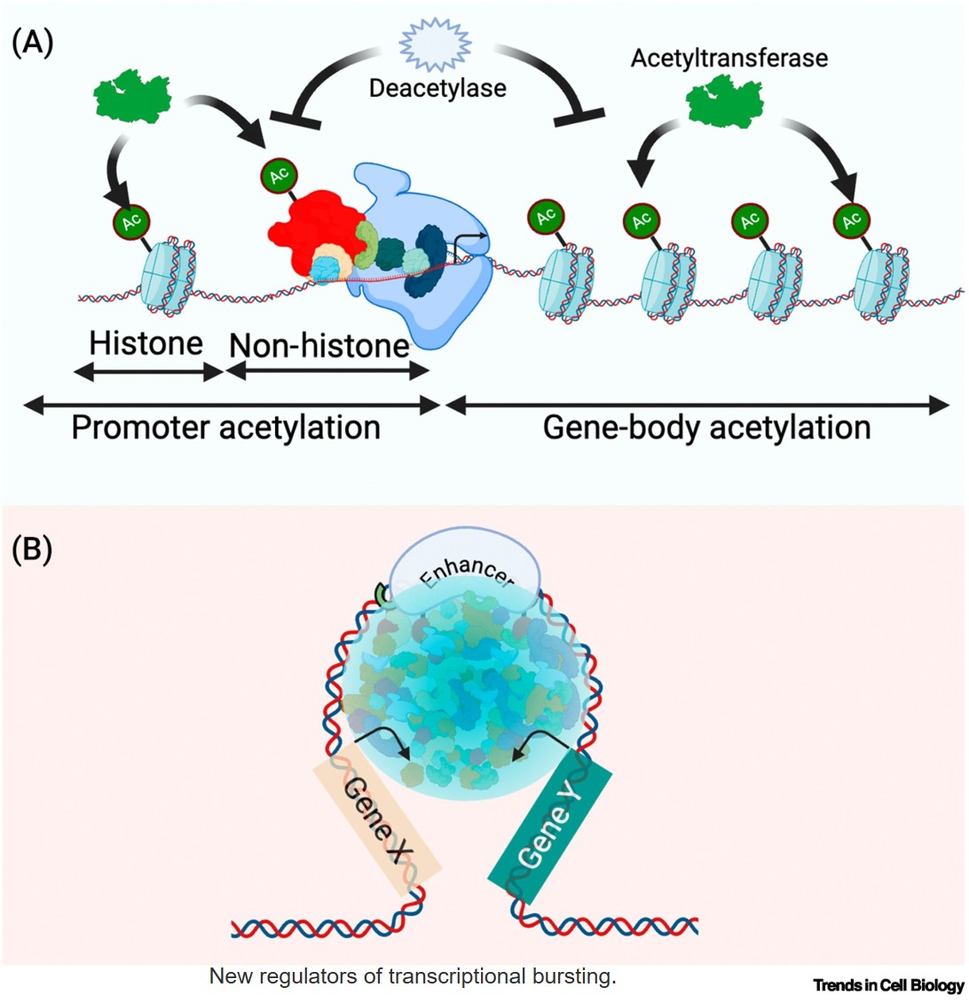 What makes genes burst
