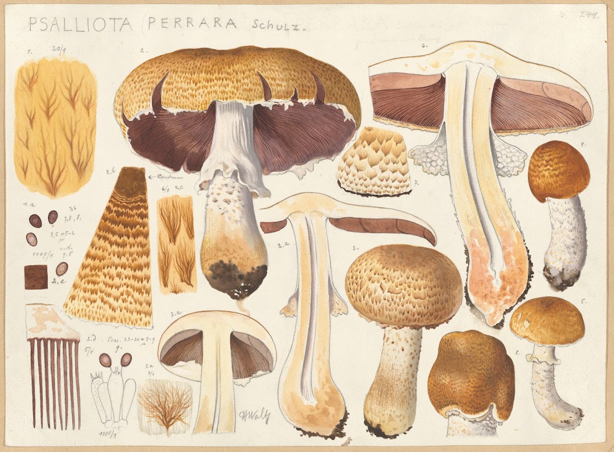 Psalliota perrara Schulz 1915 1945
