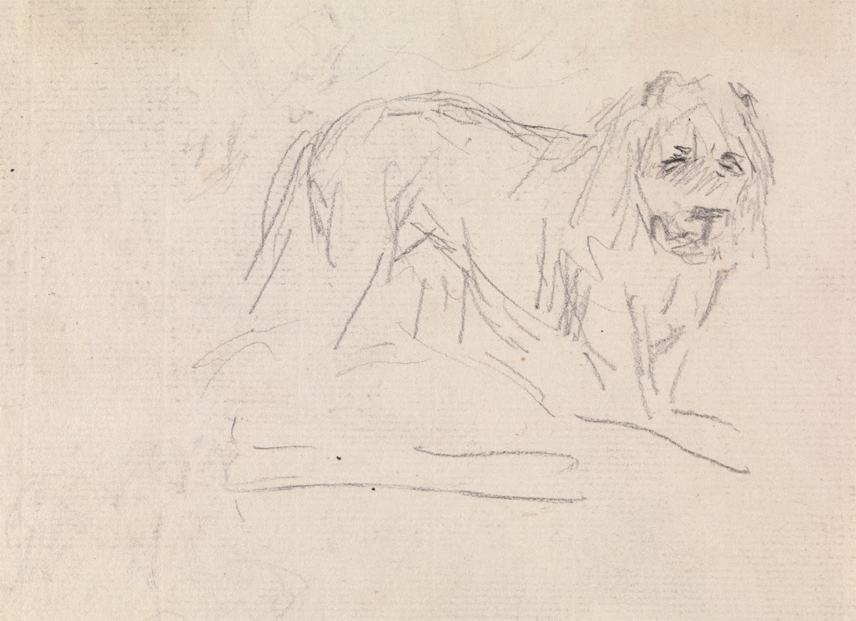 Study of a Lion