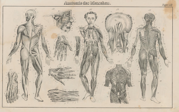 Atlas der Abbildungen Pierers Universal Lexikon Pl22 1848