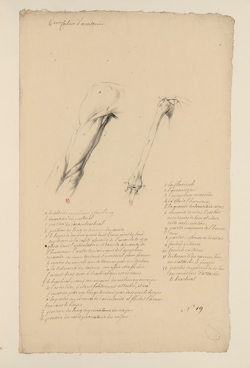 Cahiers dAnatomie Pl18 18th Century