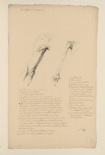 Cahiers dAnatomie Pl18 18th Century