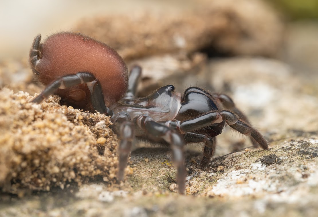 Atypus affinis