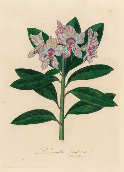 Rhododendron ponticum 1818 1824