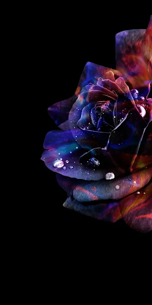 Rose, Floral, Dark, Water Droplets Full HD iPhone Wallpaper Background