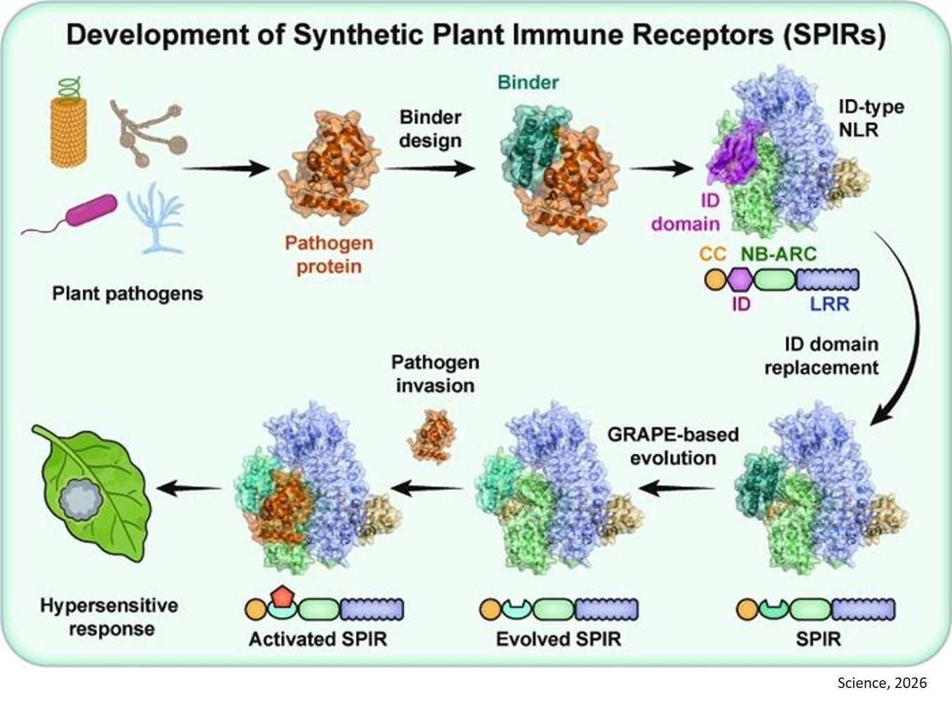 Programmable design of synthetic plant immune receptors