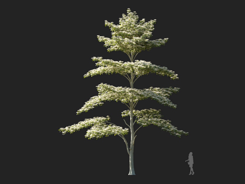 Maxtree - Plant Models Vol.114