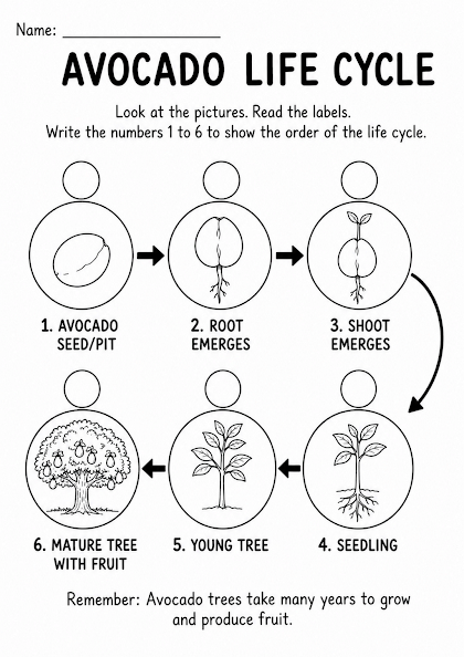 Avocado Life Cycle Worksheet