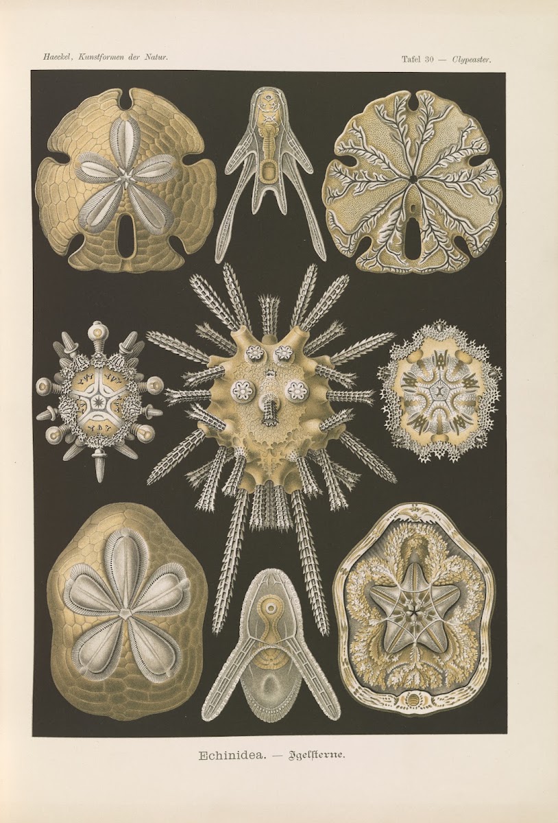Echinidea  Igelsterne 1904