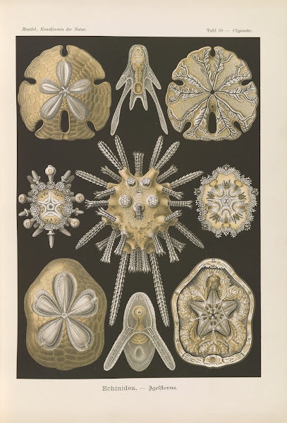 Echinidea  Igelsterne 1904