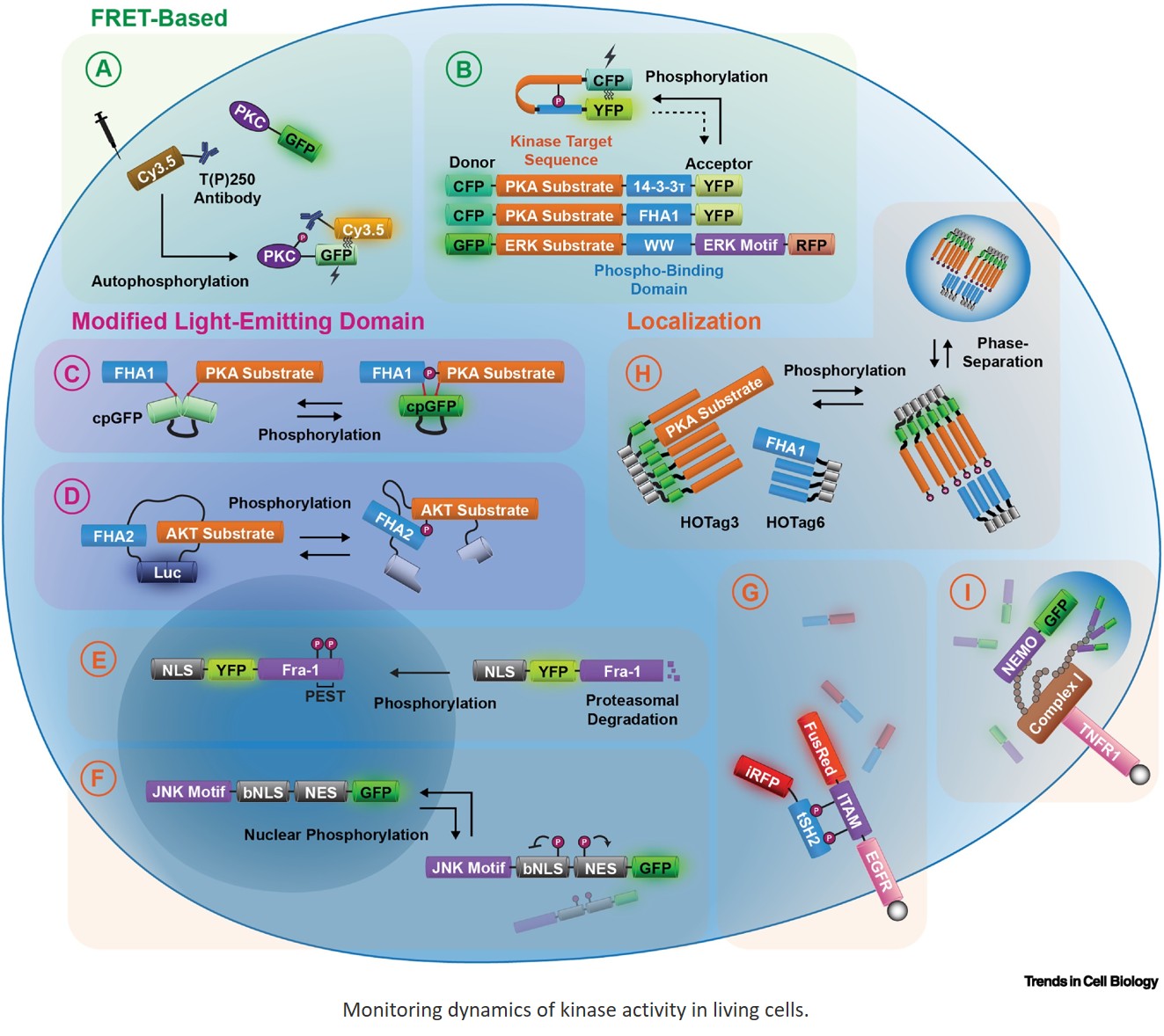 Noninvasive methods to monitor dynamic single-cell events