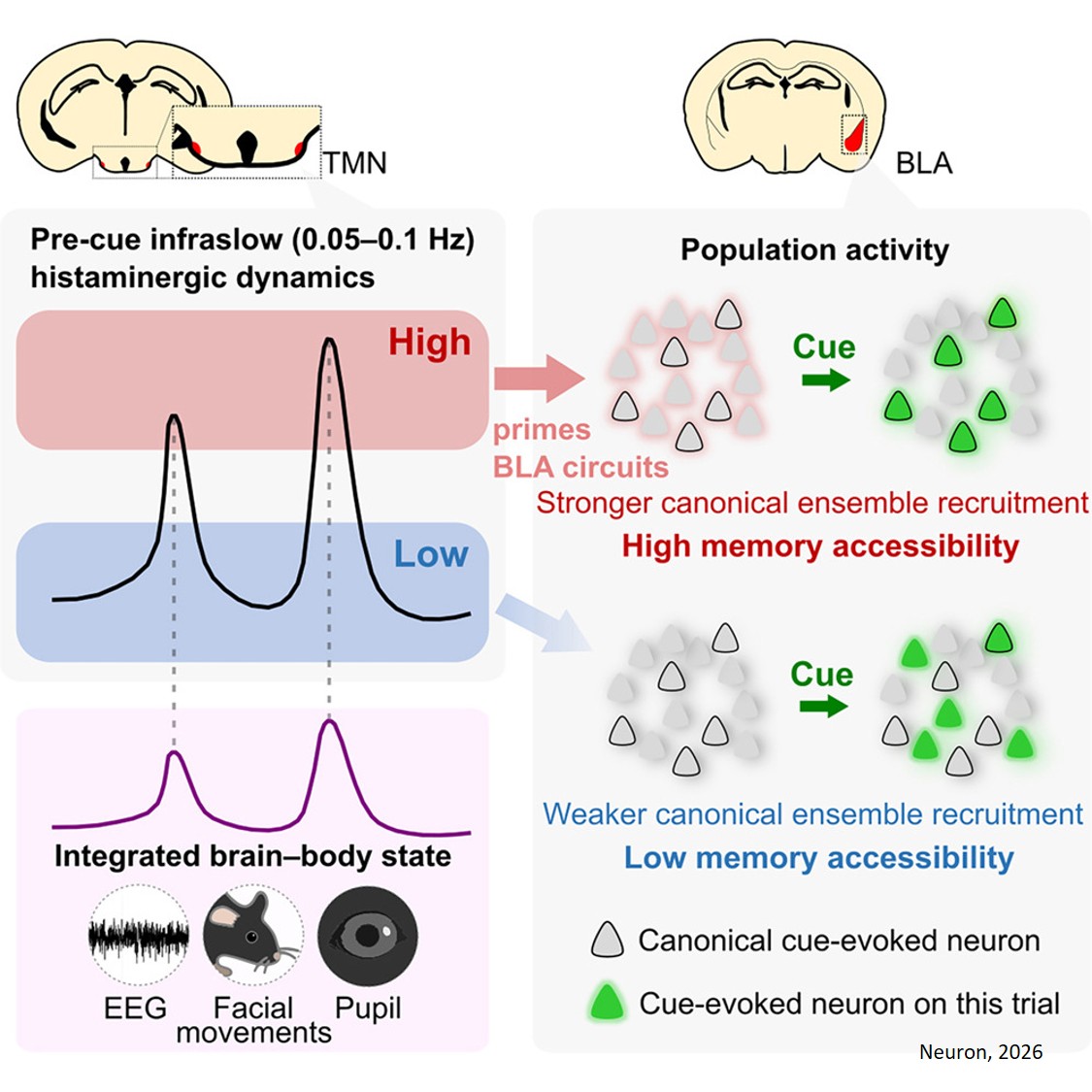 Infraslow histaminergic dynamics govern priming states to gate moment-to-moment memory accessibility