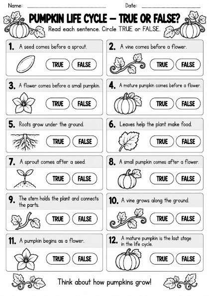 Pumpkin Life Cycle True or False Worksheet