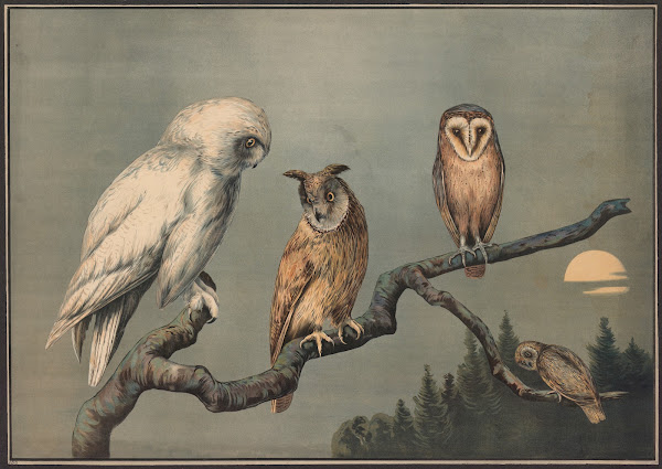 Owls 1910