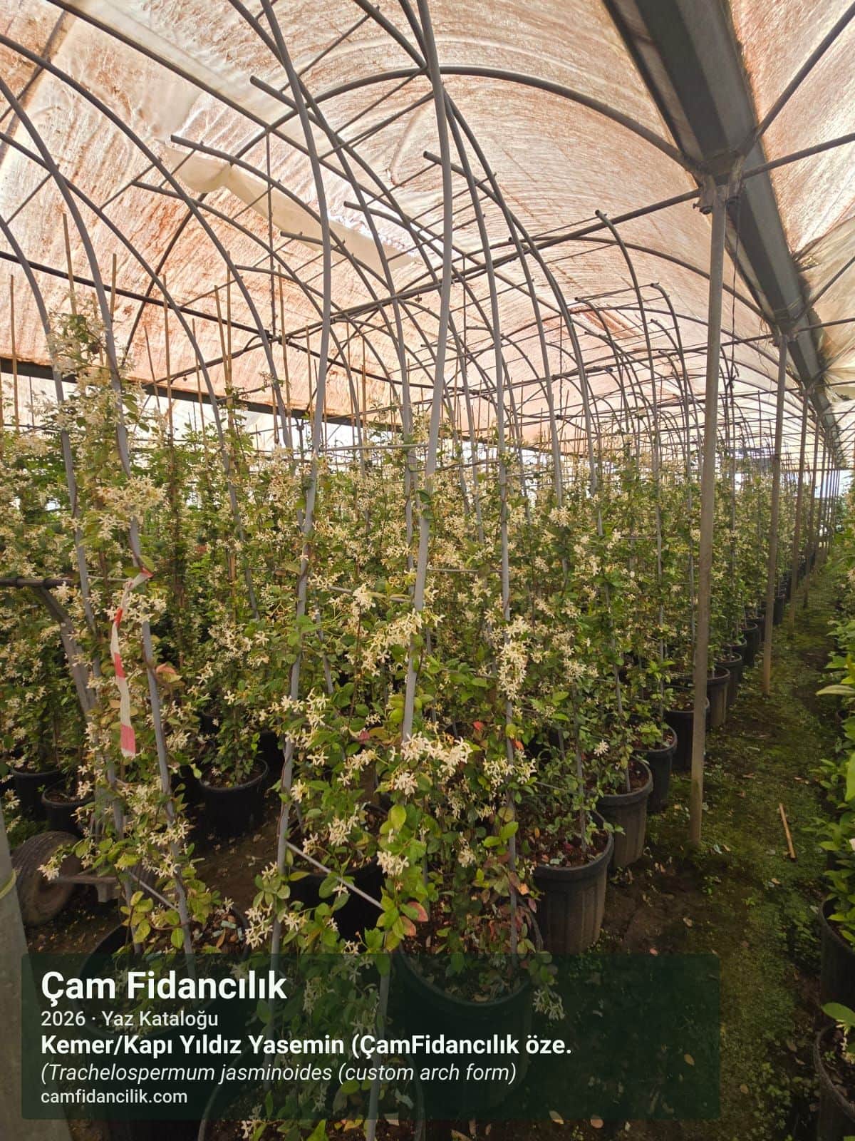 Kemer/Kapı Yıldız Yasemin (ÇamFidancılık özel üretim) - Trachelospermum jasminoides (custom arch form) Çam Fidancılık Yalova foto 2