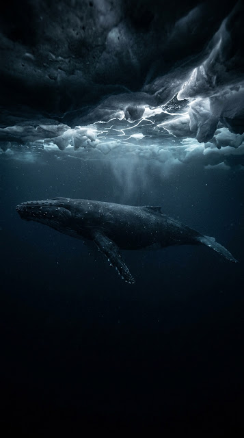 Whale Swimming Under Frozen Ocean Surface Wallpaper - Free mobile Wallpaper